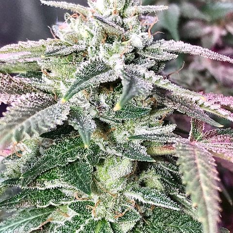 Step Child c1p2 growlog timeline photo