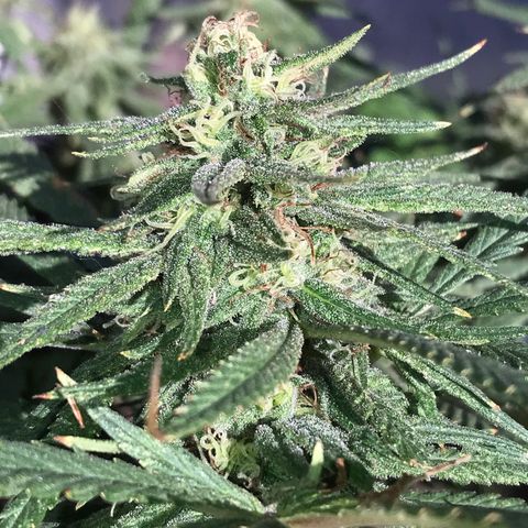 Rogue One (pheno #3) growlog timeline photo