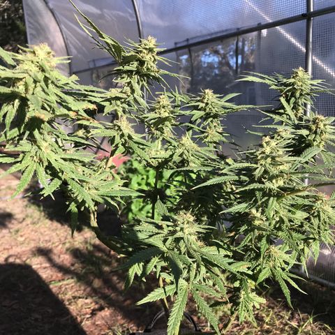 Rogue One (pheno #3) growlog timeline photo