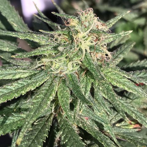 Rogue One (pheno #3) growlog timeline photo
