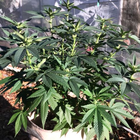 Step Child c1p2 growlog timeline photo