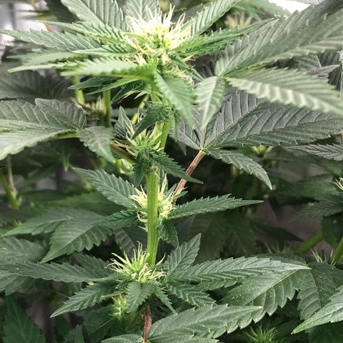 Step Child c1p2 growlog timeline photo
