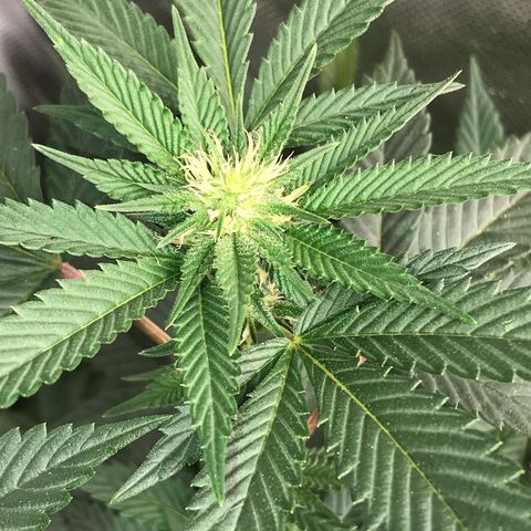 Step Child c1p2 growlog timeline photo