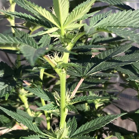 Step Child c1p2 growlog timeline photo