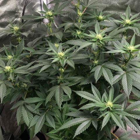 Step Child c1p2 growlog timeline photo