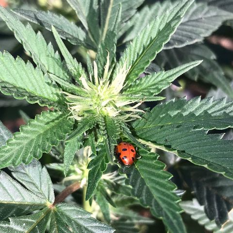 Step Child c1p2 growlog timeline photo