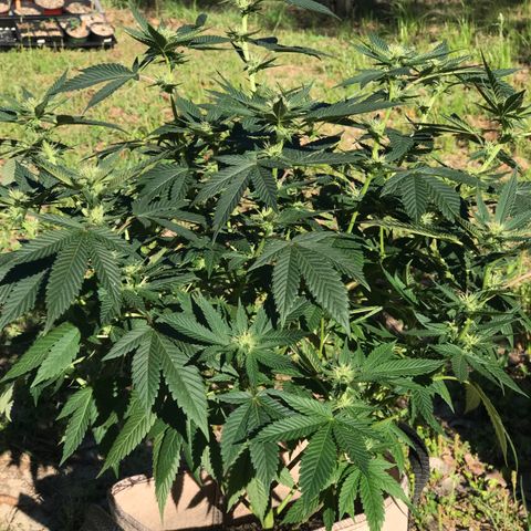 Step Child c1p2 growlog timeline photo