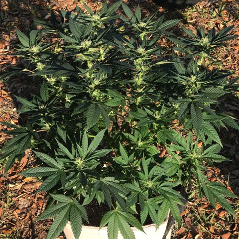 Step Child c1p2 growlog timeline photo