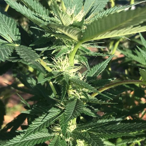 Step Child c1p2 growlog timeline photo