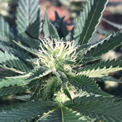 Step Child c1p2 growlog timeline photo