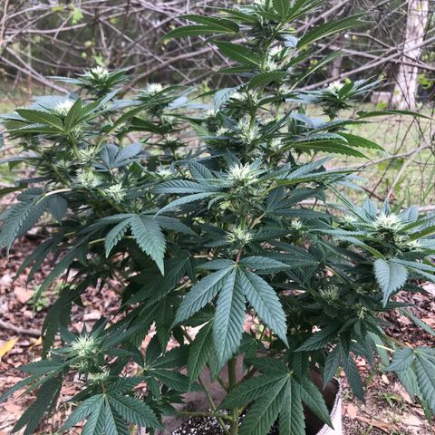 Step Child c1p2 growlog timeline photo
