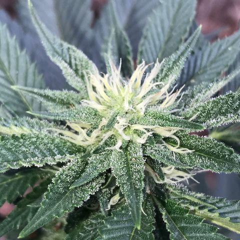 Step Child c1p2 growlog timeline photo