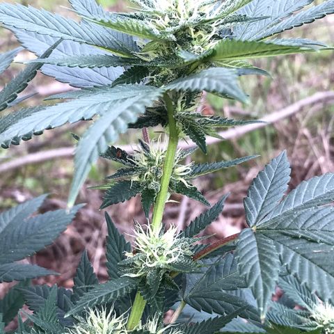 Step Child c1p2 growlog timeline photo