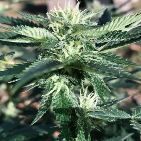 Step Child c1p2 growlog timeline photo