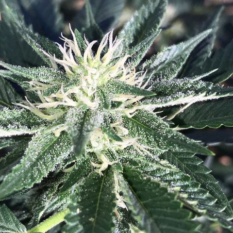 Step Child c1p2 growlog timeline photo