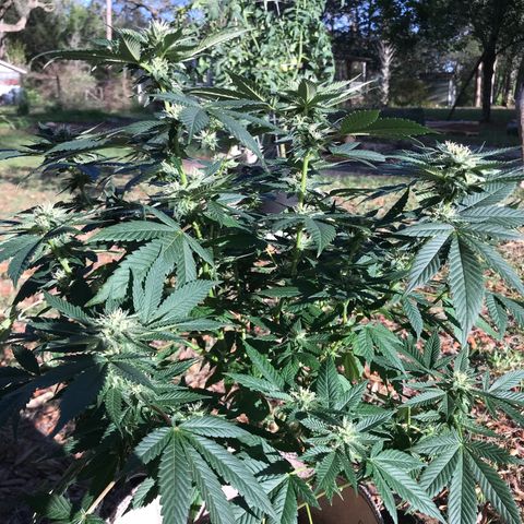 Step Child c1p2 growlog timeline photo