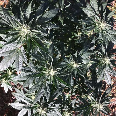 Step Child c1p2 growlog timeline photo