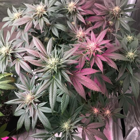 Step Child c1p2 growlog timeline photo