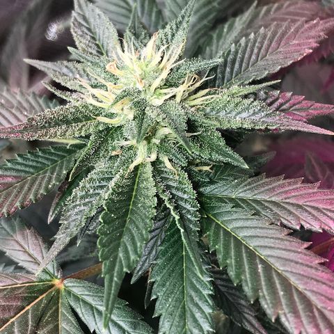 Step Child c1p2 growlog timeline photo