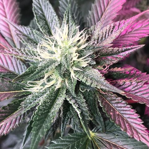 Step Child c1p2 growlog timeline photo