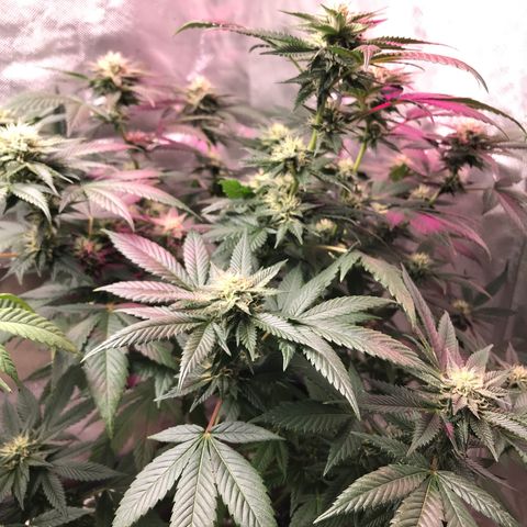 Step Child c1p2 growlog timeline photo