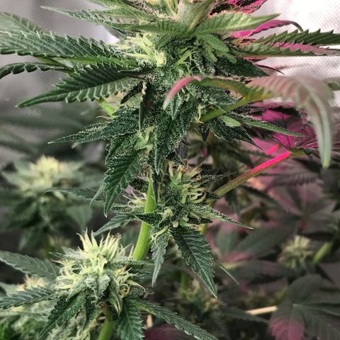 Step Child c1p2 growlog timeline photo