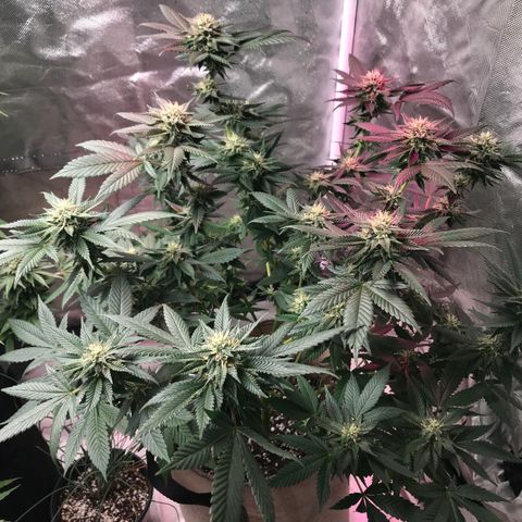 Step Child c1p2 growlog timeline photo