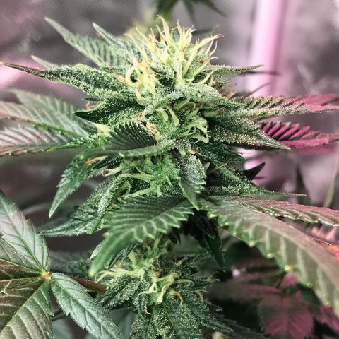 Step Child c1p2 growlog timeline photo