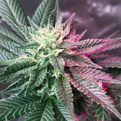 Step Child c1p2 growlog timeline photo