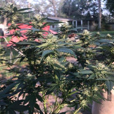 Step Child c1p2 growlog timeline photo