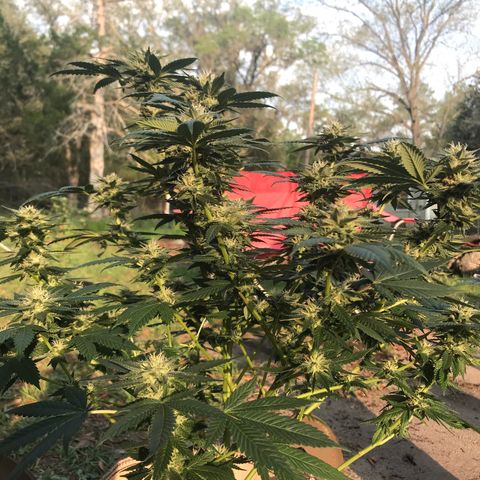 Step Child c1p2 growlog timeline photo