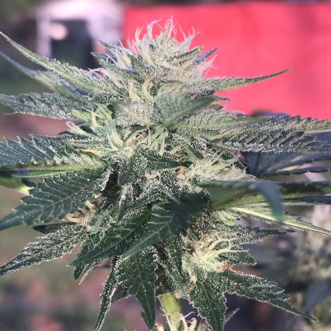 Step Child c1p2 growlog timeline photo