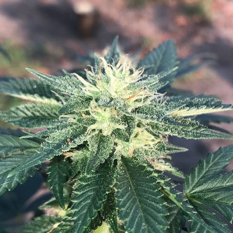 Step Child c1p2 growlog timeline photo