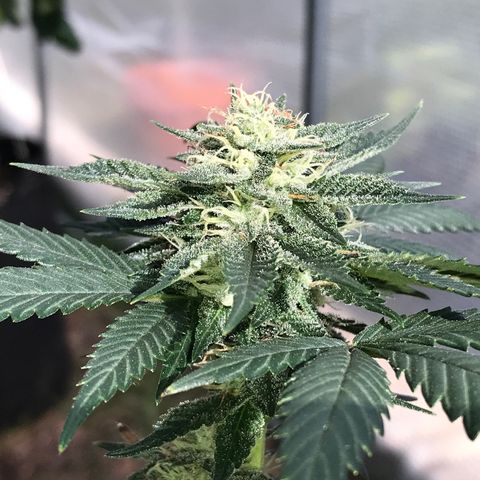 Step Child c1p2 growlog timeline photo