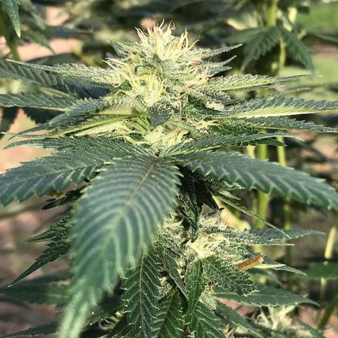 Step Child c1p2 growlog timeline photo