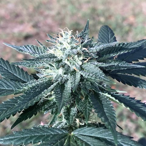 Step Child c1p2 growlog timeline photo