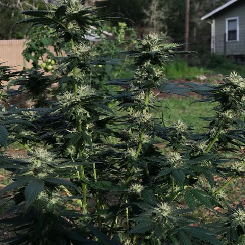 Step Child c1p2 growlog timeline photo