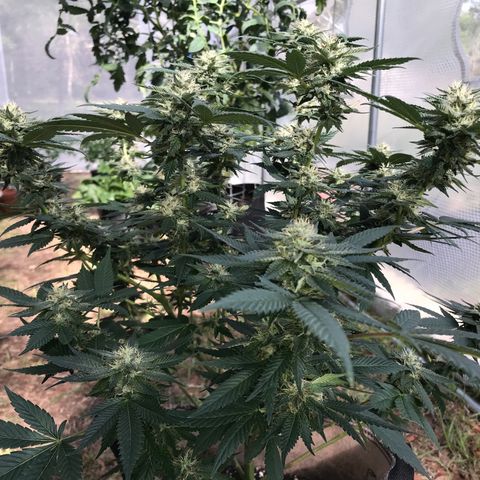 Step Child c1p2 growlog timeline photo