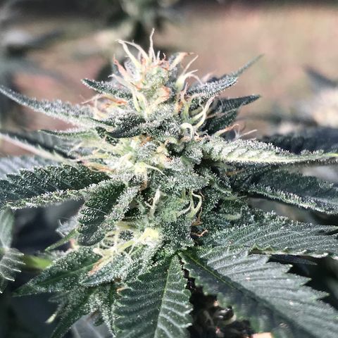 Step Child c1p2 growlog timeline photo