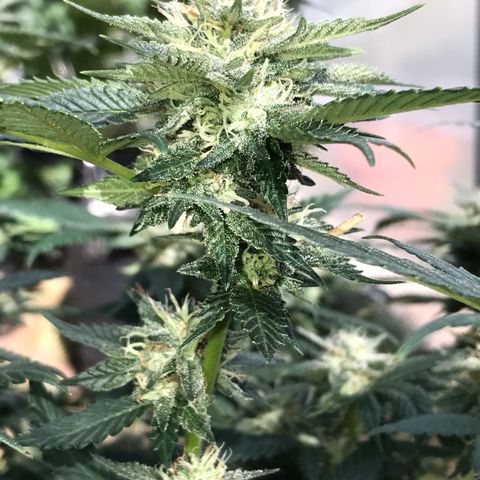 Step Child c1p2 growlog timeline photo