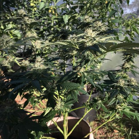 Step Child c1p2 growlog timeline photo