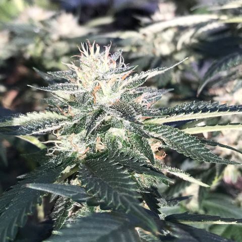 Step Child c1p2 growlog timeline photo