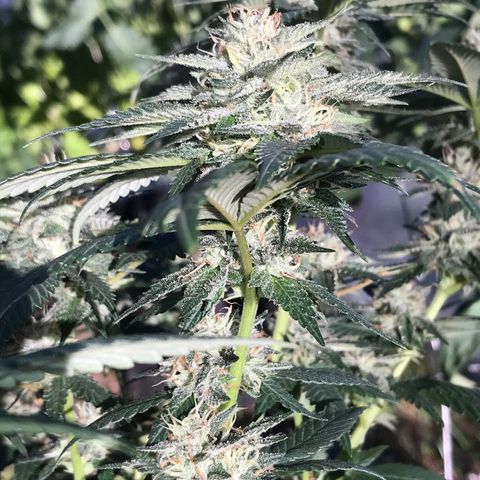 Step Child c1p2 growlog timeline photo