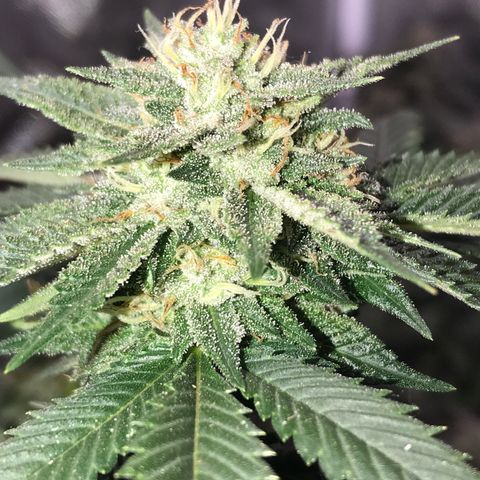 Step Child c1p2 growlog timeline photo