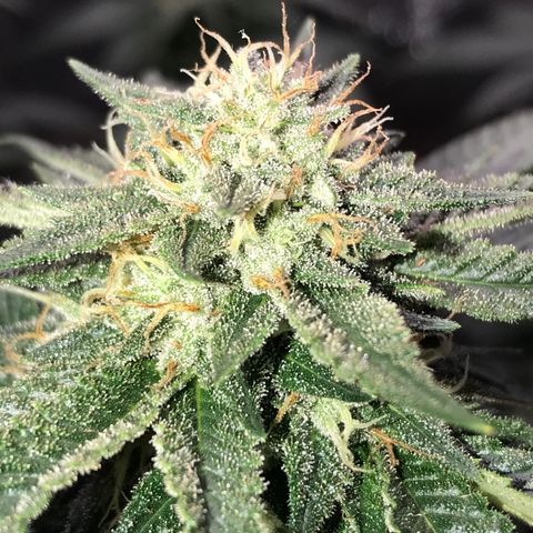 Step Child c1p2 growlog timeline photo