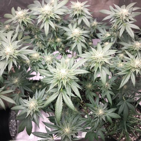 Step Child c1p2 growlog timeline photo