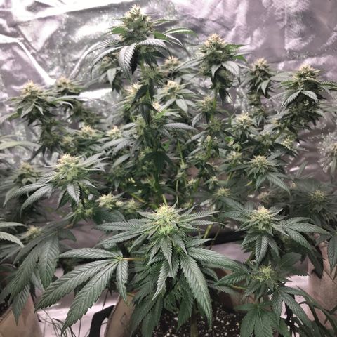 Step Child c1p2 growlog timeline photo
