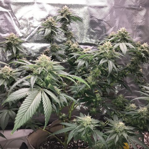 Step Child c1p2 growlog timeline photo