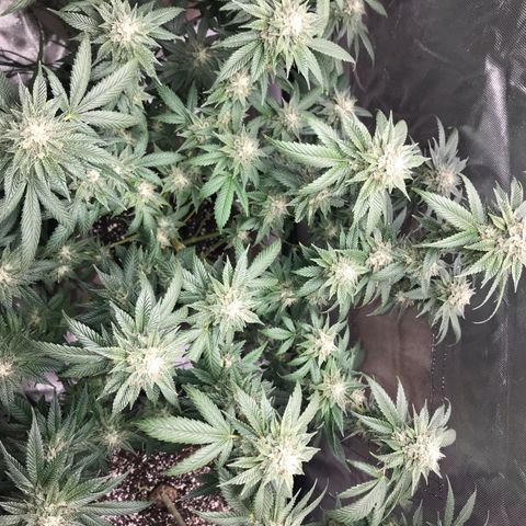 Step Child c1p2 growlog timeline photo