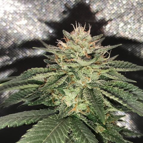 Step Child c1p2 growlog timeline photo